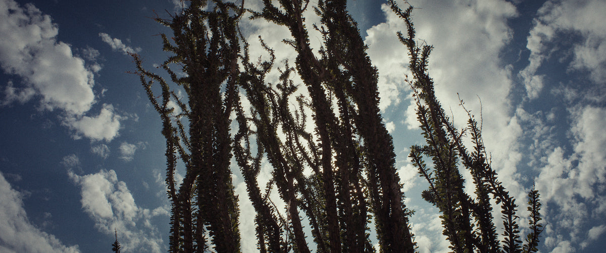 "ERRATIC FIELDS" - EXPERIMENTAL SHORT FILM TEASER TRAILER (2025)