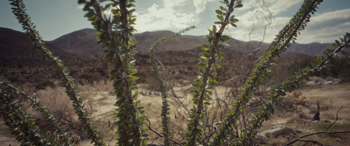 "ERRATIC FIELDS" - EXPERIMENTAL SHORT FILM TEASER TRAILER (2025)